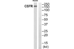 Western blot analysis of extracts from HepG2 cells, using CSFR (Ab-699)antibody. (CSF1R anticorps  (C-Term))