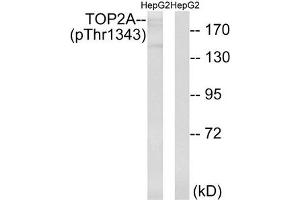 Western blot analysis of extracts from HepG2 cells treated with Ca2+ using TOP2A (Phospho-Thr1343) Antibody. (Topoisomerase II alpha anticorps  (pThr1343))