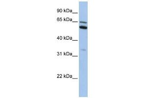 C2ORF42 antibody used at 1 ug/ml to detect target protein. (C2orf42 anticorps  (N-Term))