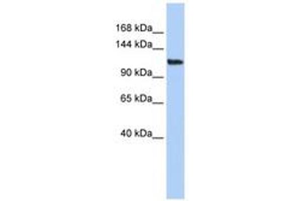 AFF3 anticorps  (AA 791-840)