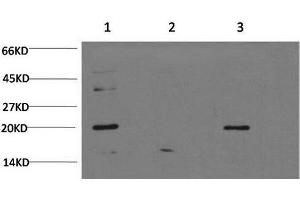 Western Blot analysis of 1) Hela, 2) C2C12, 3) PC-12 cells using Bax Monoclonal Antibody at dilution of 1:1000. (BAX anticorps)