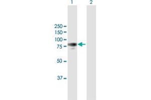 Western Blot analysis of PTK2 expression in transfected 293T cell line by PTK2 MaxPab polyclonal antibody. (FAK anticorps  (AA 1-680))