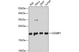 Western blot analysis of extracts of various cell lines, using CGGBP1 antibody  at 1:3000 dilution. (CGGBP1 anticorps  (AA 1-167))