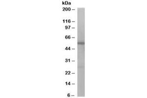 Western blot testing of Jurkat lysate with DBNL antibody at 1ug/ml. (DBNL anticorps)