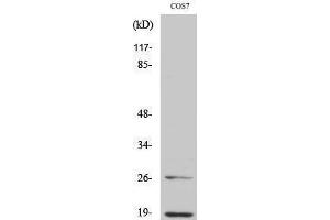 Western Blotting (WB) image for anti-Neural Precursor Cell Expressed, Developmentally Down-Regulated 8 (NEDD8) (N-Term) antibody (ABIN3176254) (NEDD8 anticorps  (N-Term))
