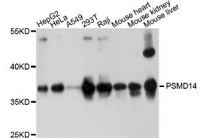 Western blot analysis of extracts of various cell lines, using PSMD14 antibody (ABIN4904884) at 1:1000 dilution. (PSMD14 anticorps)