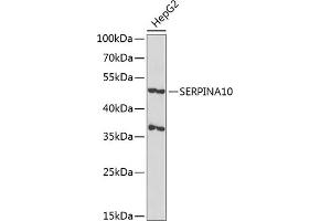 Western blot analysis of extracts of HepG2 cells, using SERPIN antibody  at 1:1000 dilution. (SERPINA10 anticorps  (AA 165-444))