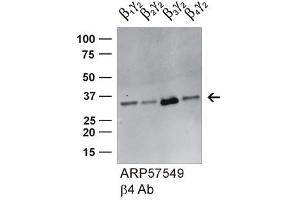 GNB4 antibody - middle region (ARP57549_P050) validated by WB using HEK293 cell lysate (GNB4 anticorps  (Middle Region))