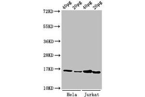 Western Blot Positive WB detected in: Hela cell acid extracts, Jurkat cell acid extracts All lanes: HIST1H3A antibody at 1 μg/mL Secondary Goat polyclonal to rabbit IgG at 1/50000 dilution Predicted band size: 16 kDa Observed band size: 16 kDa (HIST1H3A anticorps  (meLys9))