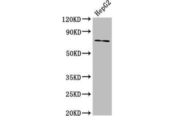 ABCG5 anticorps  (AA 1-127)