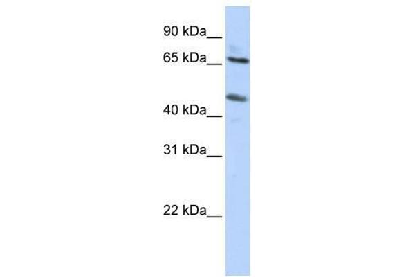 SLC26A10 anticorps  (N-Term)