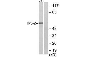 Western Blotting (WB) image for anti-Cdk5 and Abl Enzyme Substrate 2 (CABLES2) (Internal Region) antibody (ABIN1850210) (CABLES2 anticorps  (Internal Region))