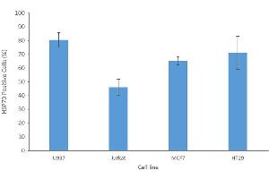 Fluorescence-activated cell sorting analysis using Mouse Anti-HSP70 Monoclonal Antibody, Clone 1H11: FITC conjugate . (HSP70 anticorps  (Atto 390))