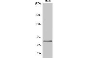 Western Blot analysis of various cells using HSL Polyclonal Antibody diluted at 1:1000. (LIPE anticorps)