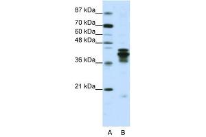 HNRPD antibody used at 1. (HNRNPD/AUF1 anticorps)