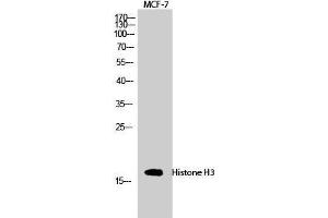 Western Blot (WB) analysis of MCF-7 cells using Histone H3 Polyclonal Antibody. (Histone 3 anticorps  (Lys381))