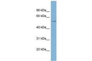 Image no. 1 for anti-Tricellulin (MARVELD2) (AA 251-300) antibody (ABIN6742060) (Tricellulin anticorps  (AA 251-300))