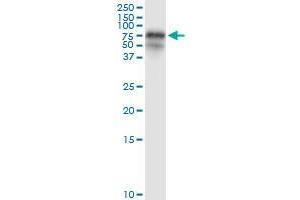 Immunoprecipitation of FGL2 transfected lysate using rabbit polyclonal anti-FGL2 and Protein A Magnetic Bead (FGL2 (Humain) IP-WB Antibody Pair)