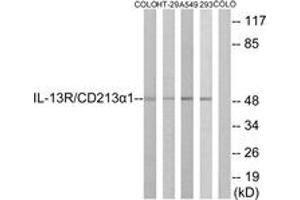 Western blot analysis of extracts from COLO/HT-29/A549/293 cells, using IL-13R/CD213 alpha1 (Ab-405) Antibody. (CD213alpha1 (AA 371-420) anticorps)