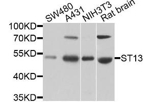 Western blot analysis of extracts of various cells, using ST13 antibody. (HSC70 Interacting Protein HIP anticorps)