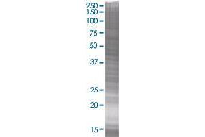 FTS transfected lysate (FTS 293T Cell Transient Overexpression Lysate(Denatured))