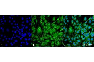 Immunocytochemistry/Immunofluorescence analysis using Mouse Anti-GRP78 Monoclonal Antibody, Clone 3G12-1G11 . (GRP78 anticorps  (HRP))
