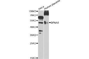 Western blot analysis of extracts of various cell lines, using DFNA5 Antibody (ABIN5975144) at 1/1000 dilution. (DFNA5 anticorps)