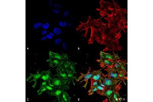 Immunocytochemistry/Immunofluorescence analysis using Rabbit Anti-ATG2A Polyclonal Antibody . (ATG2A anticorps  (C-Term) (Atto 594))