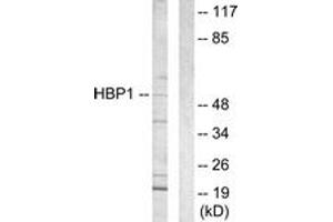 Western Blotting (WB) image for anti-HMG Box-Containing Protein 1 (HBP1) (AA 431-480) antibody (ABIN2889331) (HBP1 anticorps  (AA 431-480))