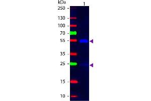 Western Blot of Mouse anti-Goat IgG Fluorescein Conjugated Secondary Antibody. (Souris anti-Chévre IgG (Heavy & Light Chain) Anticorps (FITC) - Preadsorbed)