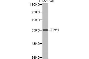 Western blot analysis of extracts of THP-1 cell lines, using TPH1 antibody. (Tryptophan Hydroxylase 1 anticorps  (AA 345-444))
