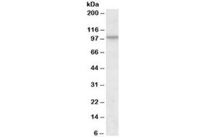Western blot testing of NIH3T3 lysate with CUL2 antibody at 1ug/ml. (Cullin 2 anticorps)