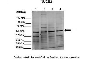 Lanes: Lane 1:541 µg HEK293 lysate  Lane 2: 041 µg MDCK lysate   ane 3: 041 µg NMuMG lysate   ane 4: 041 µg MDAMB231 lysate Primary Antibody Dilution: 1:0000Secondary Antibody: Goat anti-rabbit-Alexa Fluor 680 Secondary Antibody Dilution: 1:00,000  Gene Name: NUCB2 Submitted by: Dr. (NUCB2 anticorps  (Middle Region))