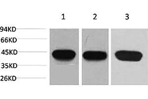 Western blot analysis of 1) Hela, 2) 3T3, 3) rat brain using α-SMA Monoclonal Antibody. (alpha-SMA anticorps)