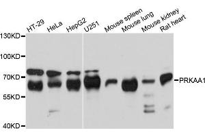 Western blot analysis of extracts of various cell lines, using PRKAA1 antibody (ABIN5970571) at 1/1000 dilution. (PRKAA1 anticorps)
