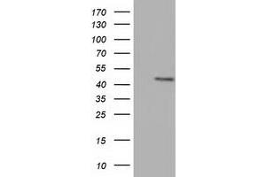 Western Blotting (WB) image for anti-COBW Domain Containing 1 (CBWD1) antibody (ABIN1497114) (CBWD1 anticorps)