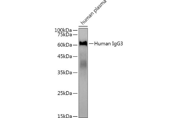IgG3 anticorps
