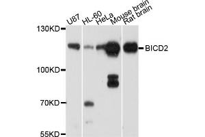 Western blot analysis of extracts of various cell lines, using BICD2 antibody (ABIN5997304) at 1/1000 dilution. (BICD2 anticorps)