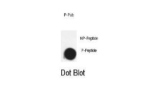 Dot blot analysis of Phospho-Cdk7- Pab (ABIN389541 and ABIN2850443) on nitrocellulose membrane. (CDK7 anticorps  (pThr170))