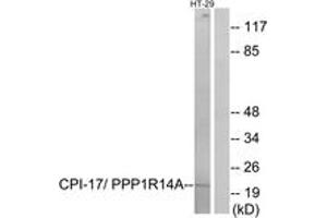 Western blot analysis of extracts from HT-29 cells, using CPI17 alpha (Ab-38) Antibody. (CPI-17 anticorps  (AA 5-54))