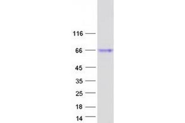 ISM1 Protein (Myc-DYKDDDDK Tag)