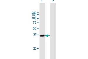 Western Blot analysis of CTSL1 expression in transfected 293T cell line by CTSL1 MaxPab polyclonal antibody. (Cathepsin L anticorps  (AA 1-333))