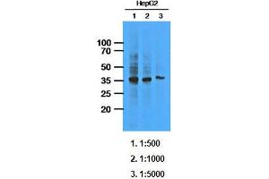 Western Blotting (WB) image for anti-AKR1C1 / DHH1 antibody (ABIN614310) (AKR1C1 / DHH1 anticorps)