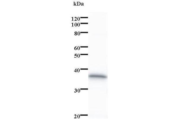 PDCD11 anticorps