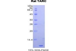 SDS-PAGE analysis of Rat TARC Protein. (CCL17 Protéine)
