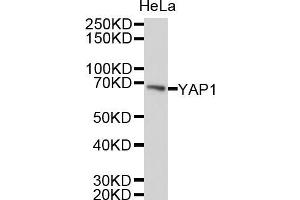 Western blot analysis of extracts of HeLa cells, using YAP1 antibody (ABIN5999515). (YAP1 anticorps)
