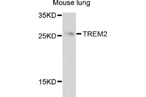 Western blot analysis of extracts of mouse lung, using TREM2 antibody (ABIN4905486) at 1:1000 dilution. (TREM2 anticorps)
