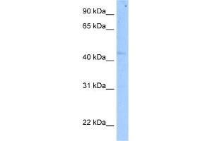 WB Suggested Anti-SETD7 Antibody Titration:  5. (SETD7 anticorps  (C-Term))