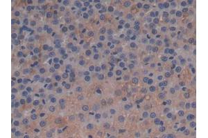 IHC-P analysis of Rat Adrenal gland Tissue, with DAB staining. (APOC1 anticorps  (AA 34-88))