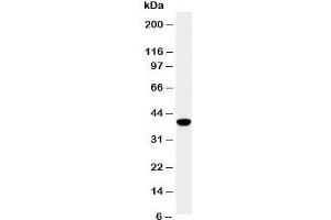 Western blot testing of SPARC antibody and HeLa cell lysate. (SPARC anticorps  (AA 284-303))